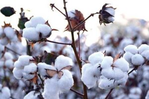 د هلمند سوداګرۍ خونه: د افغانستان پنبه ترکیې، بنګله‌ دېش او ایران ته صادرېږي